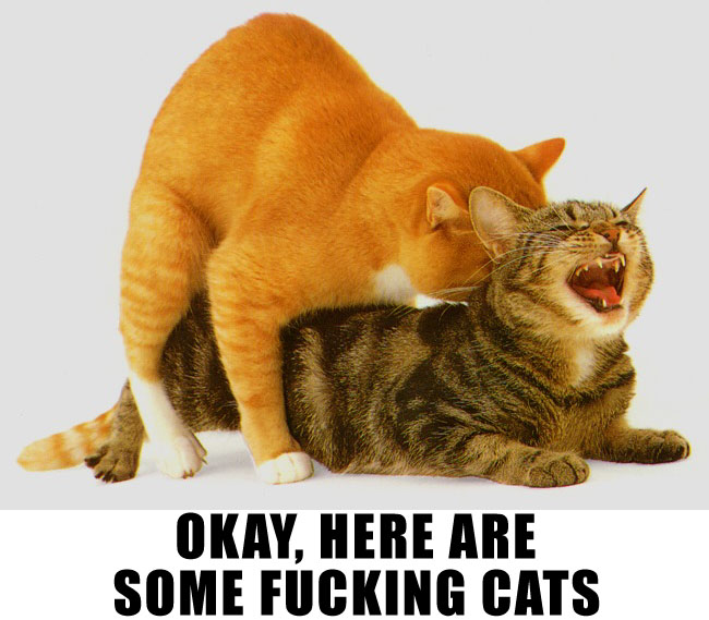 cats-fucking.jpg